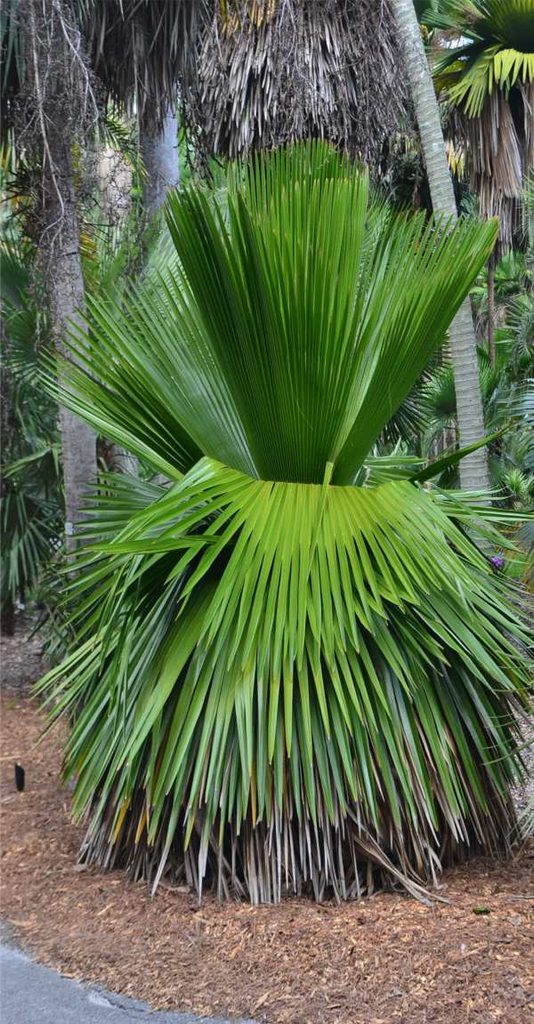 Copernicia macroglossa (Cuban petticoat palm)