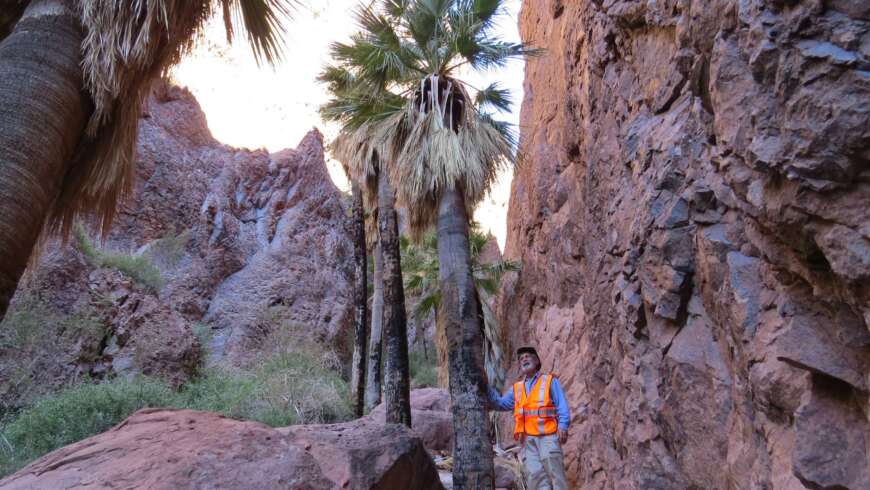 SFPS General Meeting – June 7 – Dr. Larry Noblick “An Ice Age Relic Palm in Arizona”
