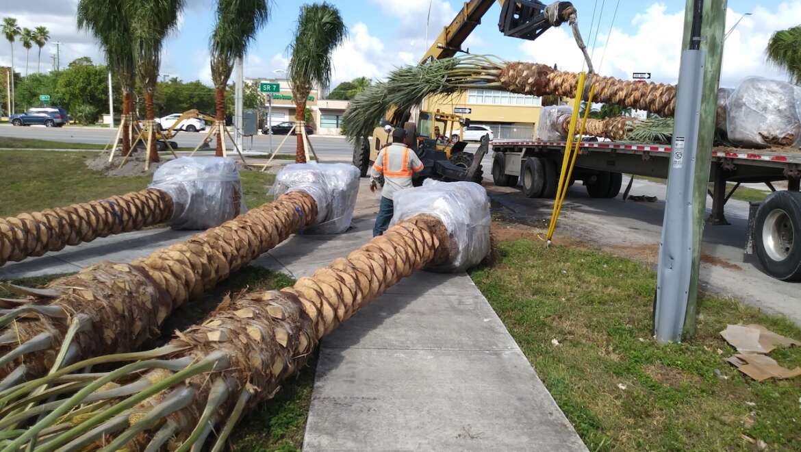 SFPS General Meeting –  Aug. 2nd – “Using Palms Along Florida Roadways: A Landscape Inspectors Perspective” Benjamin Koubek