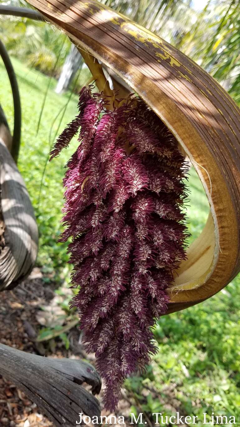 SFPS General Meeting APR. 4th “Understanding Fungal Pathogens in