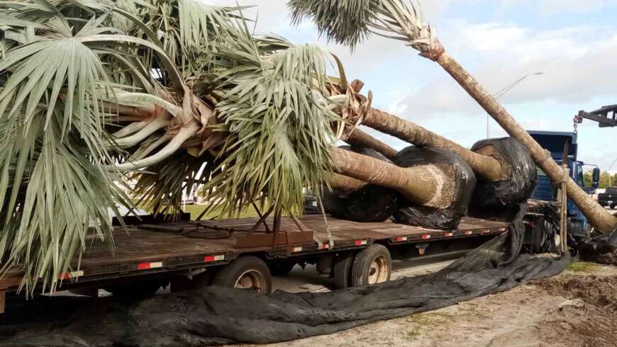 SFPS General Meeting AUG. 1st “Moving Large Specimen Palms in South Florida” Jody Haynes