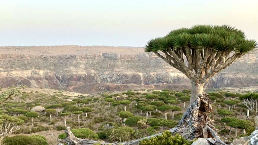 SFPS General Meeting JUN. 6th “Plant Exploration on the Island of Socotra” Dr. Lazaro Priegues